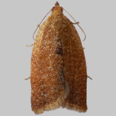 Picture of Privet Twist - Clepsis consimilana (Female)