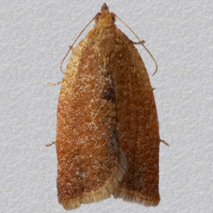 Image of Rufous Tortrix - Clepsis consimilana (Female)