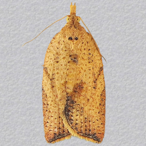 Image of Light Brown Apple Moth - Epiphyas postvittana