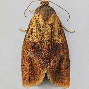 Image of Brindled Twist - Ptycholoma lecheana