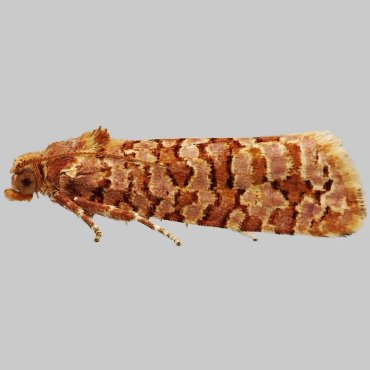 Picture of Orange Pine Twist - Lozotaeniodes formosana