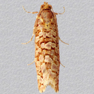 Image of Orange Pine Twist - Lozotaeniodes formosana