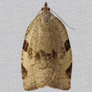 Image of Large Ivy Tortrix - Lozotaenia forsterana