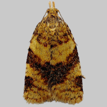 Picture of Brown-barred Tortrix - Epagoge grotiana*