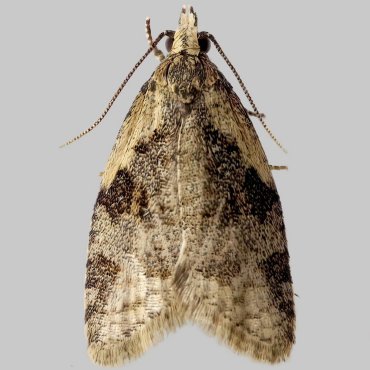 Picture of Common Tortrix - Capua vulgana*