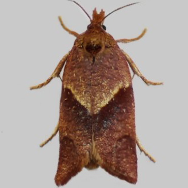 Picture of Cinquefoil Tortrix - Philedone gerningana (Female)*