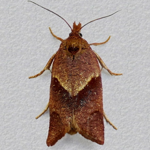 Image of Cinquefoil Tortrix - Philedone gerningana (Female)*