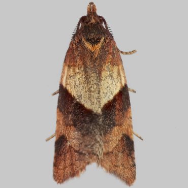 Picture of Cinquefoil Tortrix - Philedone gerningana (Male)