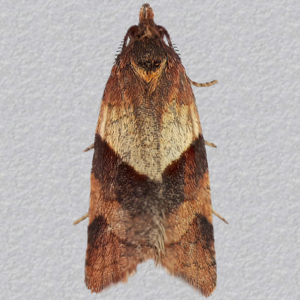 Image of Cinquefoil Tortrix - Philedone gerningana (Male)