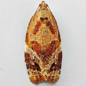 Image of Red-barred Tortrix - Ditula angustiorana (Female)*