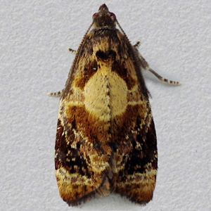 Image of Red-barred Tortrix - Ditula angustiorana (Male)*