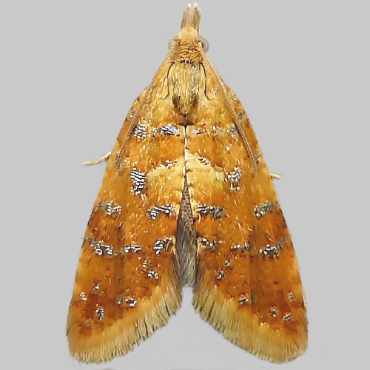 Picture of Yellow-spot Tortrix - Pseudargyrotoza conwagana