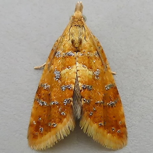 Image of Yellow-spot Tortrix - Pseudargyrotoza conwagana