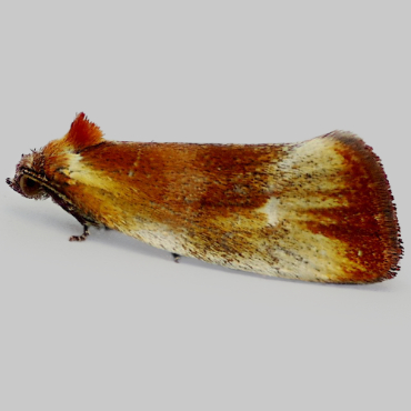 Picture of Brassy Tortrix - Eulia ministrana