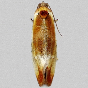 Image of Brassy Tortrix - Eulia ministrana