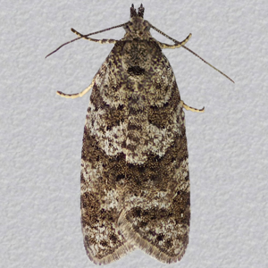 Image of Grey Tortrix agg. - Cnephasia  agg.