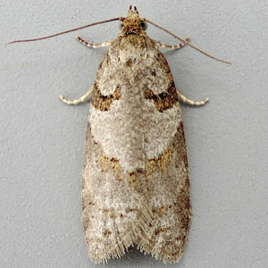 Image of Bluebell Moth - Eana incanana