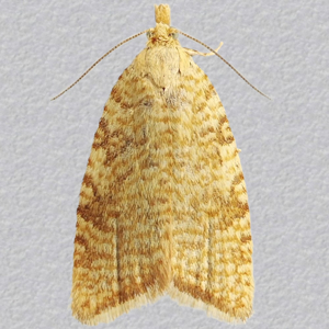 Image of Yellow Oak Tortrix - Aleimma loeflingiana