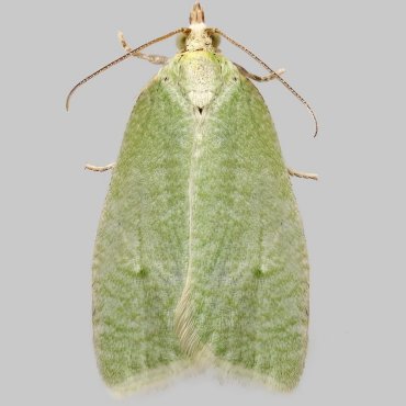 Picture of Green Oak Tortrix - Tortrix viridana