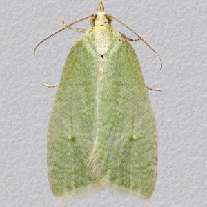 Image of Green Oak Tortrix - Tortrix viridana