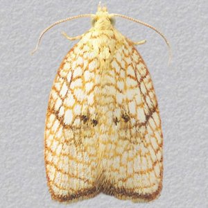 Image of Netted Tortrix - Acleris forsskaleana