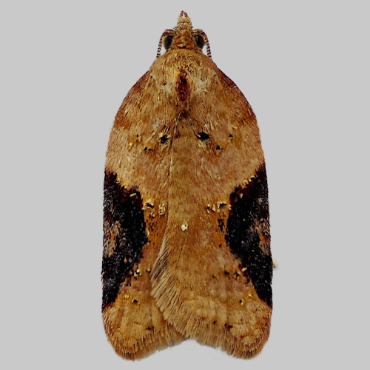 Picture of Dark-triangle Button/Strawberry Tortrix - Acleris laterana/comariana