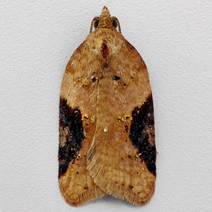 Image of Dark-triangle Button/Strawberry Tortrix - Acleris laterana/comariana