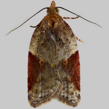 Picture of Dark-triangle Button - Acleris laterana*