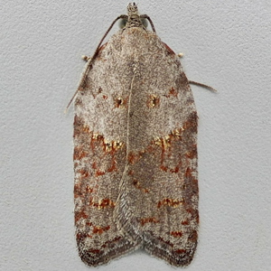 Image of Lead-coloured Tortrix - Acleris sparsana