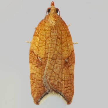 Picture of Rhomboid Tortrix - Acleris rhombana*