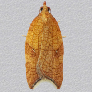 Image of Rhomboid Tortrix - Acleris rhombana*