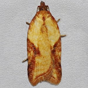 Image of Ginger Button - Acleris aspersana*