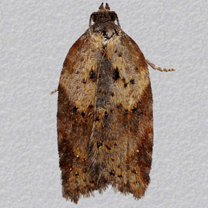 Image of Rusty Oak/Birch Button - Acleris ferrugana/notana