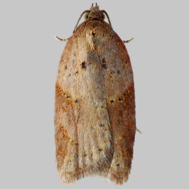 Picture of Viburnum Button - Acleris schalleriana*