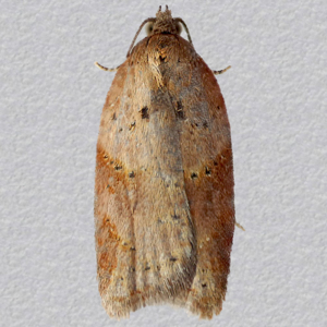 Image of Viburnum Tortrix - Acleris schalleriana*