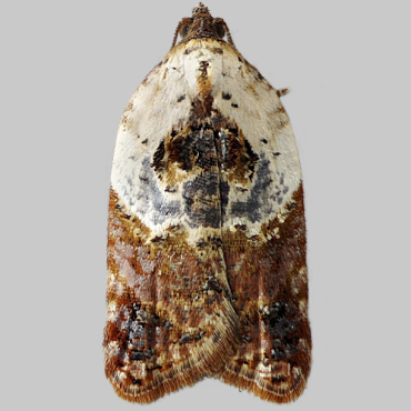 Picture of Garden Rose Tortrix - Acleris variegana*