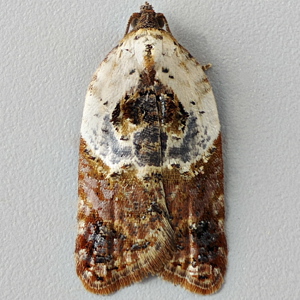 Image of Garden Rose Tortrix - Acleris variegana*