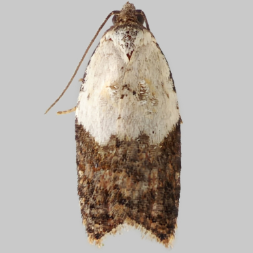 Picture of Garden Rose Tortrix - Acleris variegana f. asperana