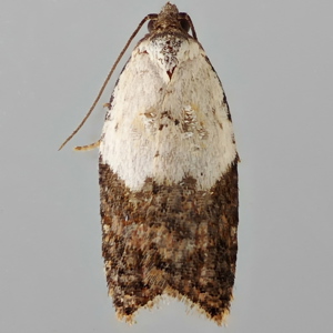 Image of Garden Rose Tortrix - Acleris variegana f. asperana