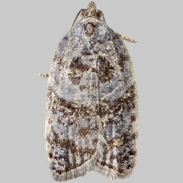 Picture of Garden Rose Tortrix - Acleris variegana f. caeruleaoatrana