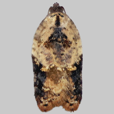 Picture of Garden Rose Tortrix - Acleris variegana f. cirrana