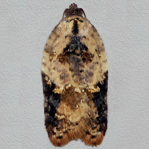 Image of Garden Rose Tortrix - Acleris variegana f. cirrana