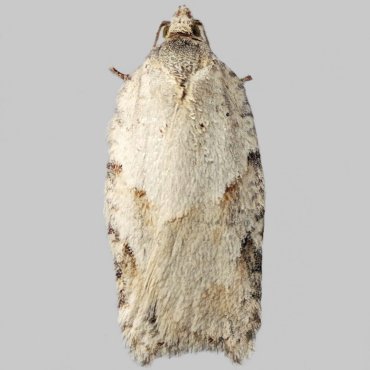 Picture of Elm Button - Acleris kochiella*