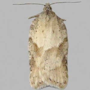 Image of Grey Birch Button - Acleris logiana*