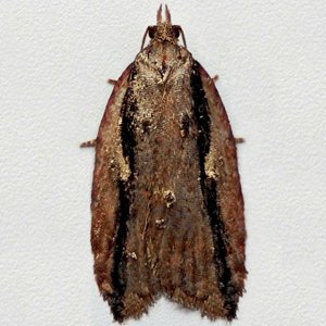 Image of Dark-streaked Button - Acleris umbrana*