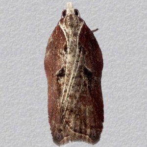 Image of Tufted Tortrix - Acleris cristana f.striana*