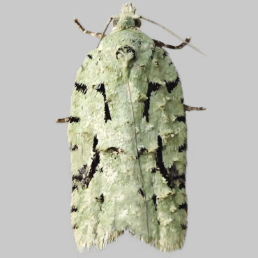 Picture of Lichen Button - Acleris literana*