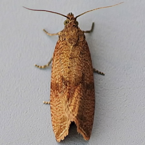 Image of Barred Marble - Celypha striana