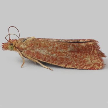 Picture of Roseate Marble - Celypha rosaceana*