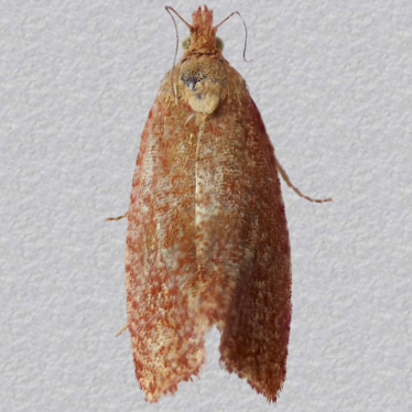 Top - 2